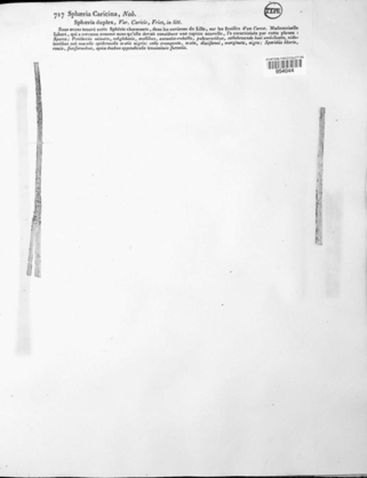 Neottiospora caricina image